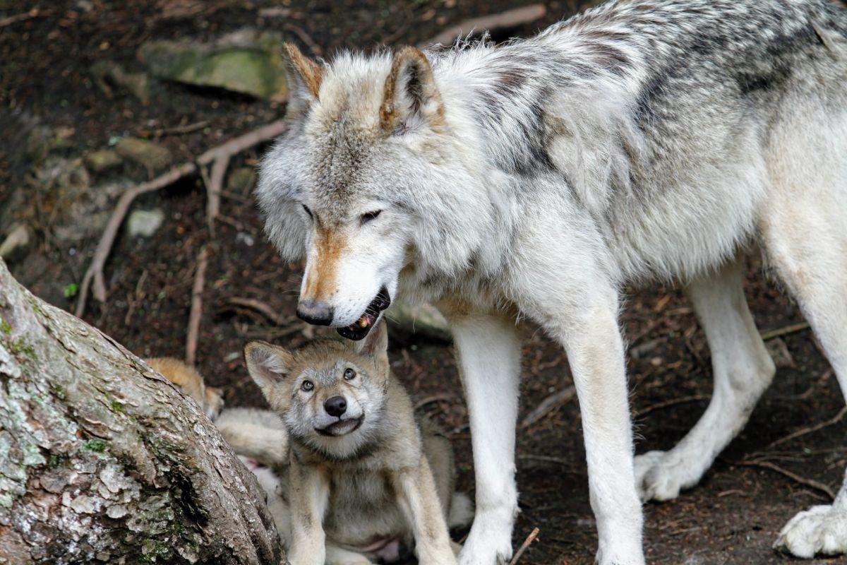 gray wolf in bosnia