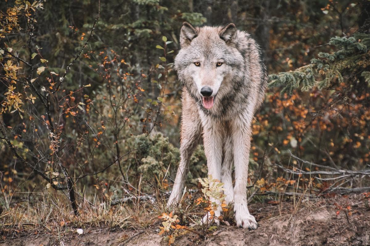 gray wolf in estonia