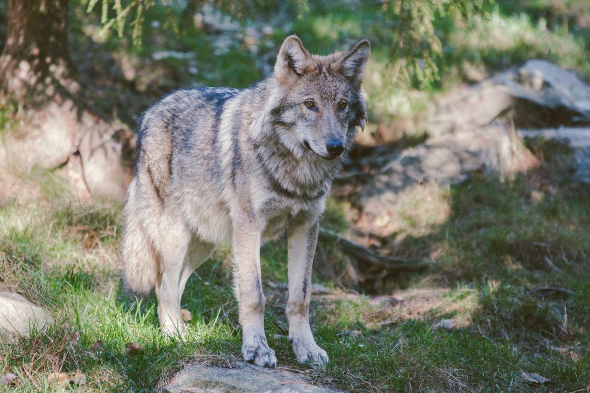 gray wolf in germany