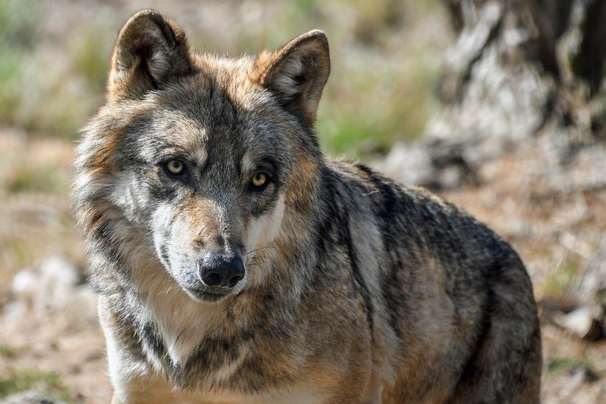 gray wolf is part of the greece wildlife