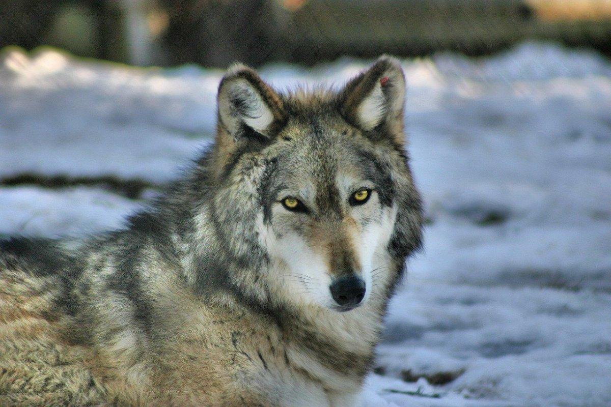 gray wolf is one of the animals found in poland