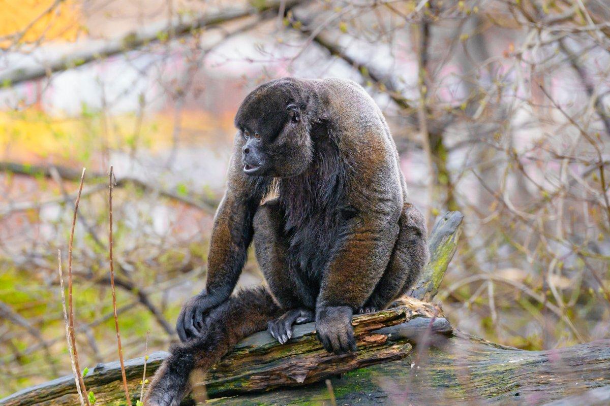 gray woolly monkey