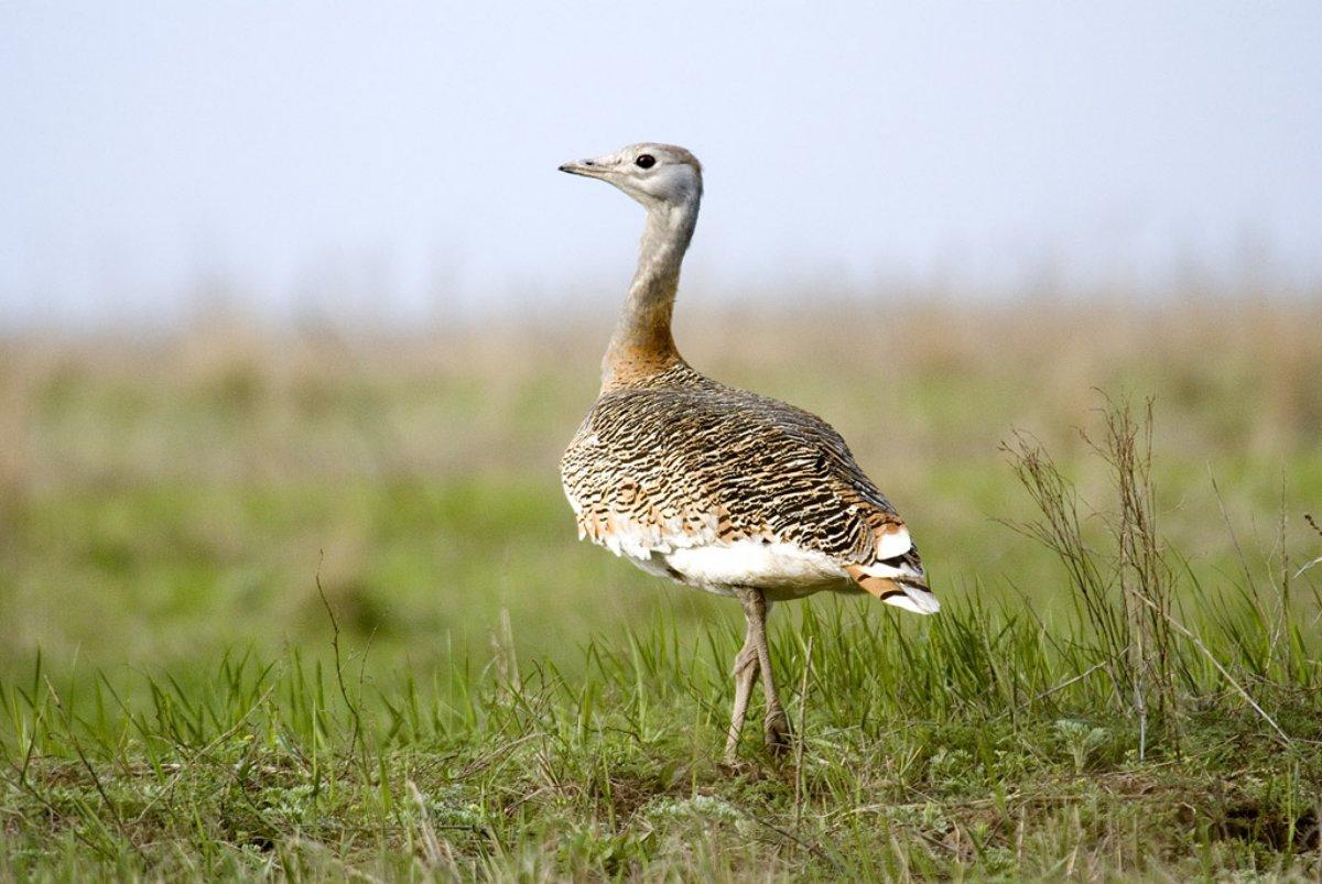 great bustard in germany