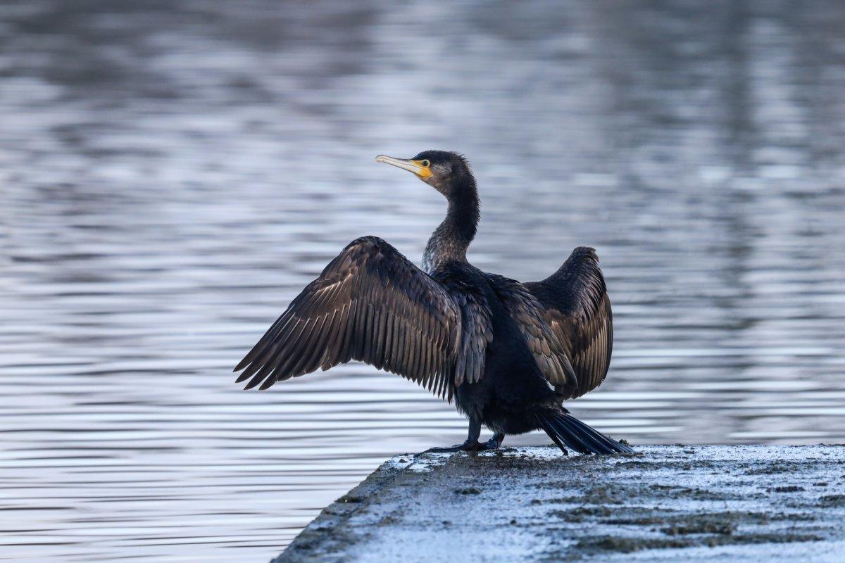 great cormorant is in the list of animals in greece