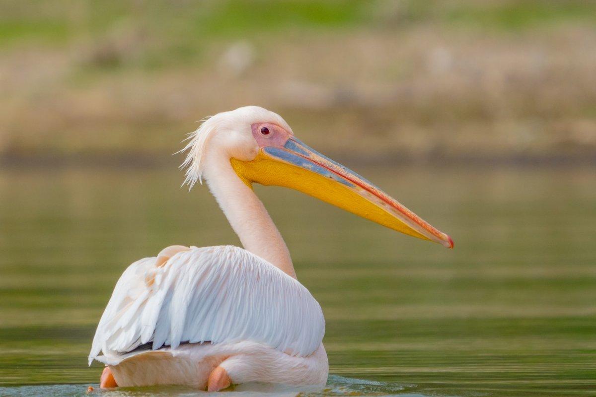 great white pelican sliding on the water