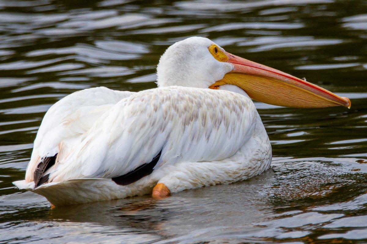 great white pelican