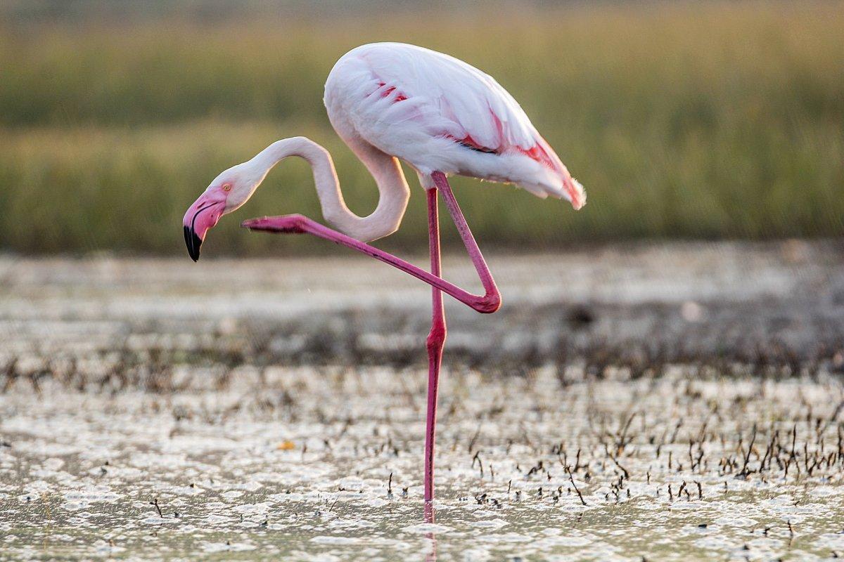 greater flamingo is part of the cyprus wildlife