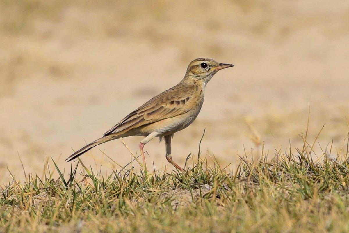 greater hoopoe-lark is one of the desert animals in egypt