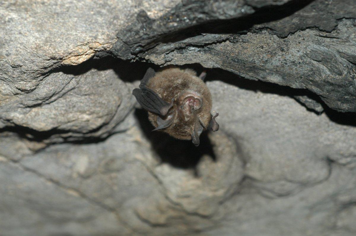 greater horseshoe bat is one of the animals found in germany