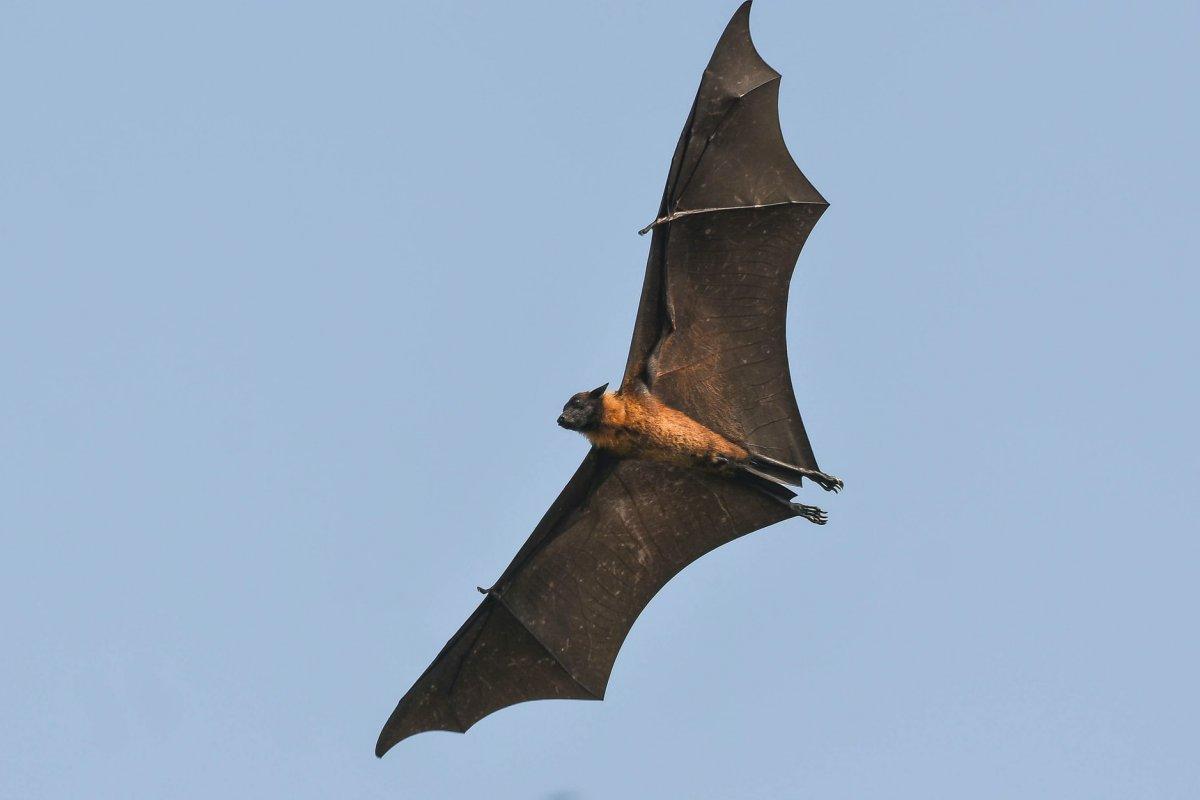 greater noctule bat flying
