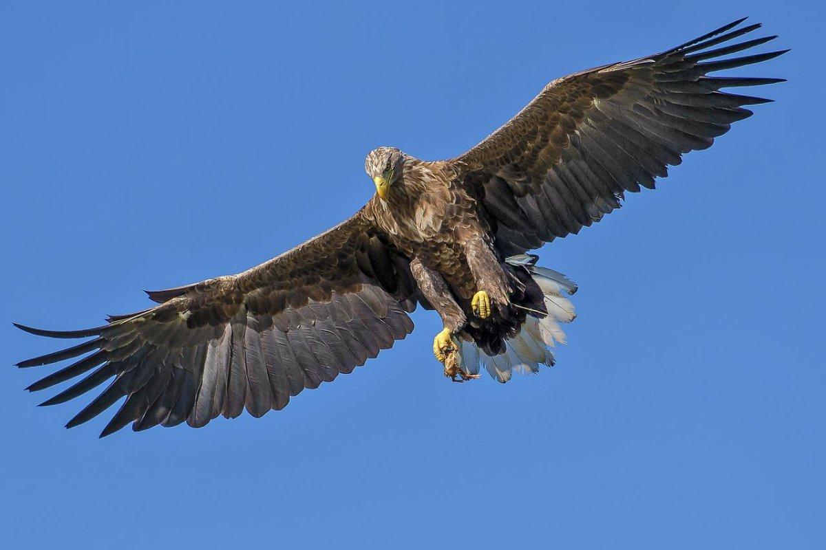 greater spotted eagle is among the wild animals in lebanon