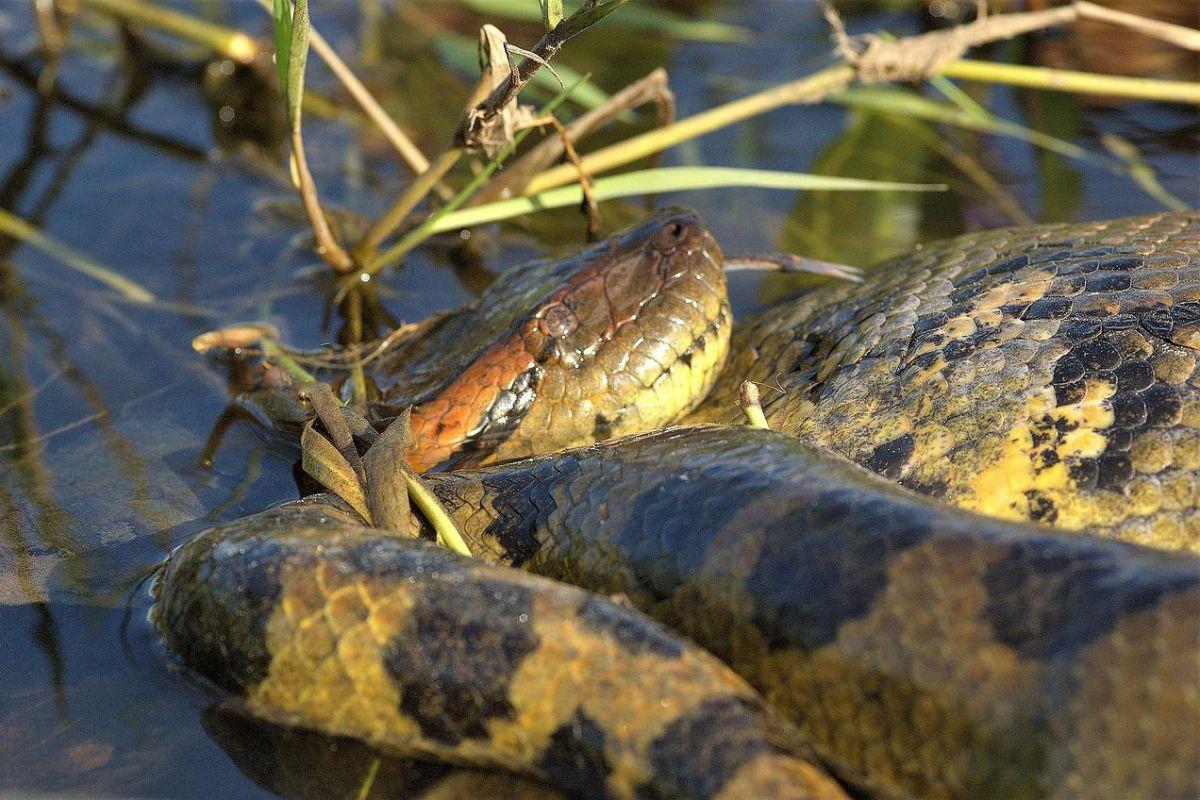 green anaconda is one of peru jungle animals