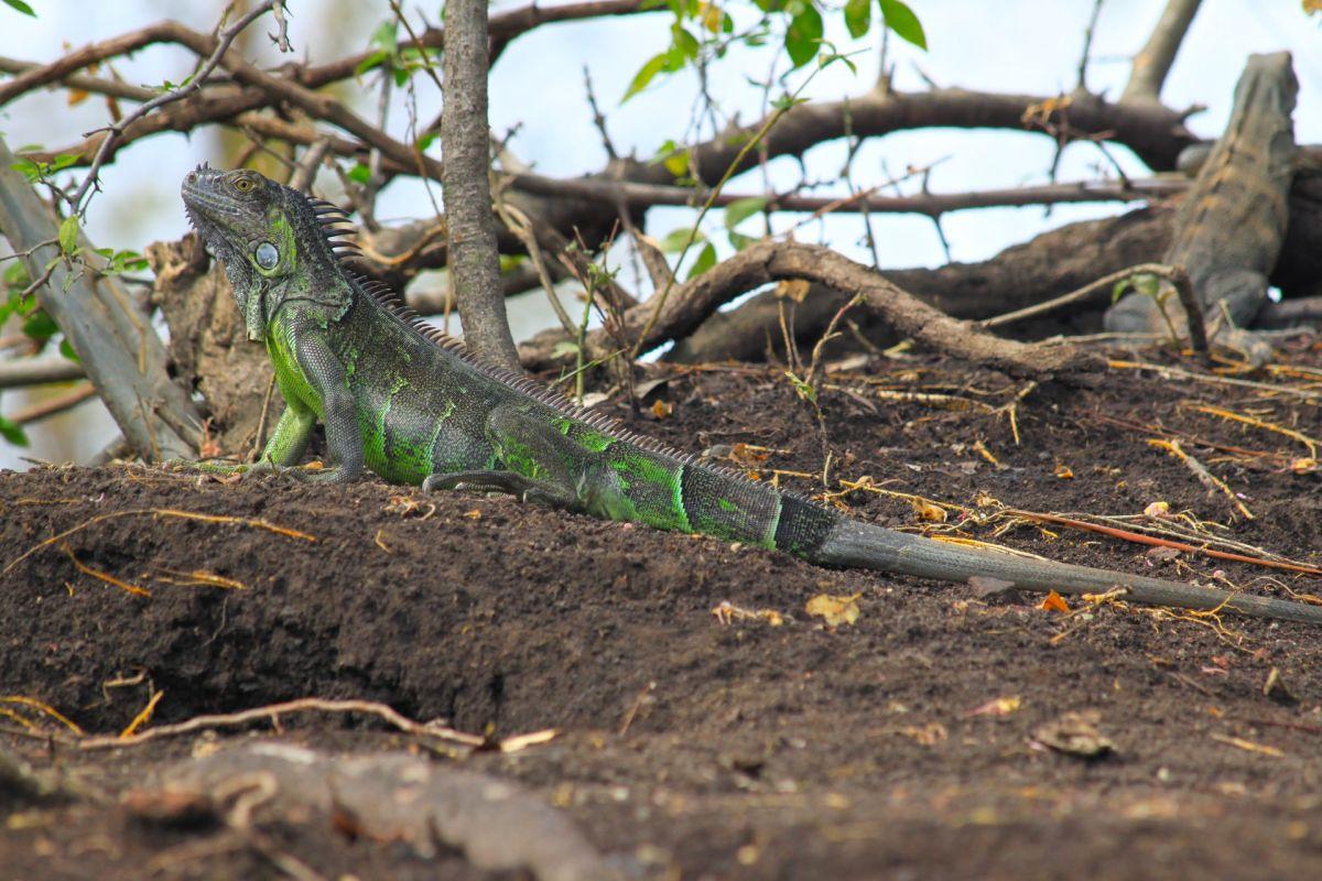 green iguana