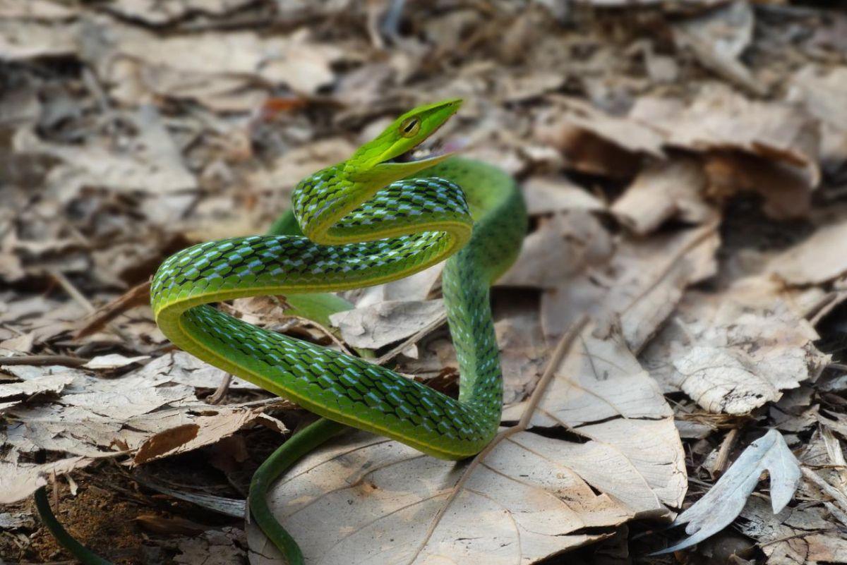 green whip snake