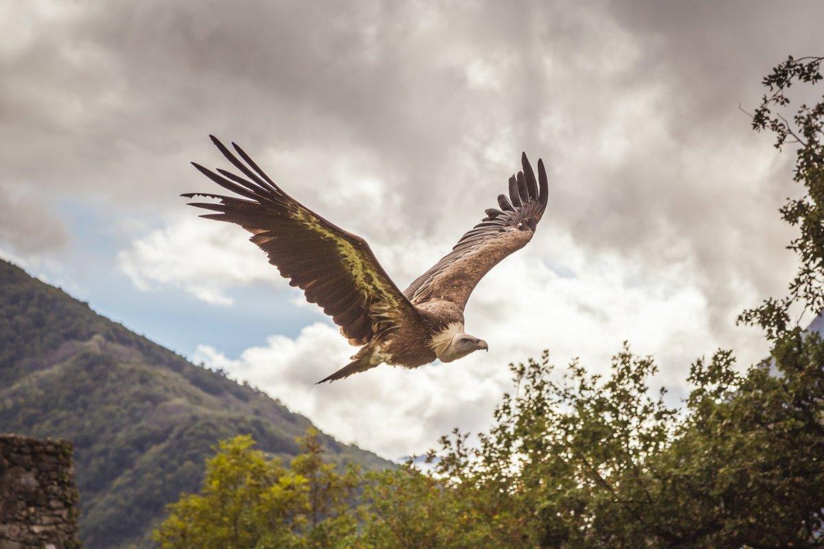griffon vulture flying in the air