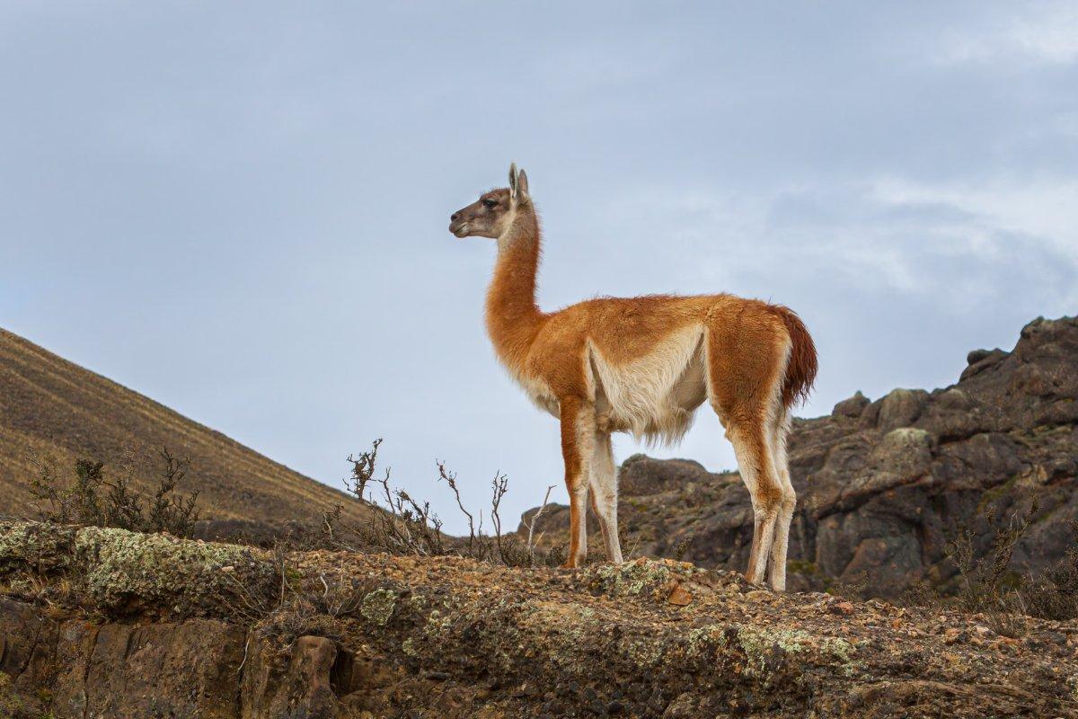 guanaco is one of the native animals in argentina