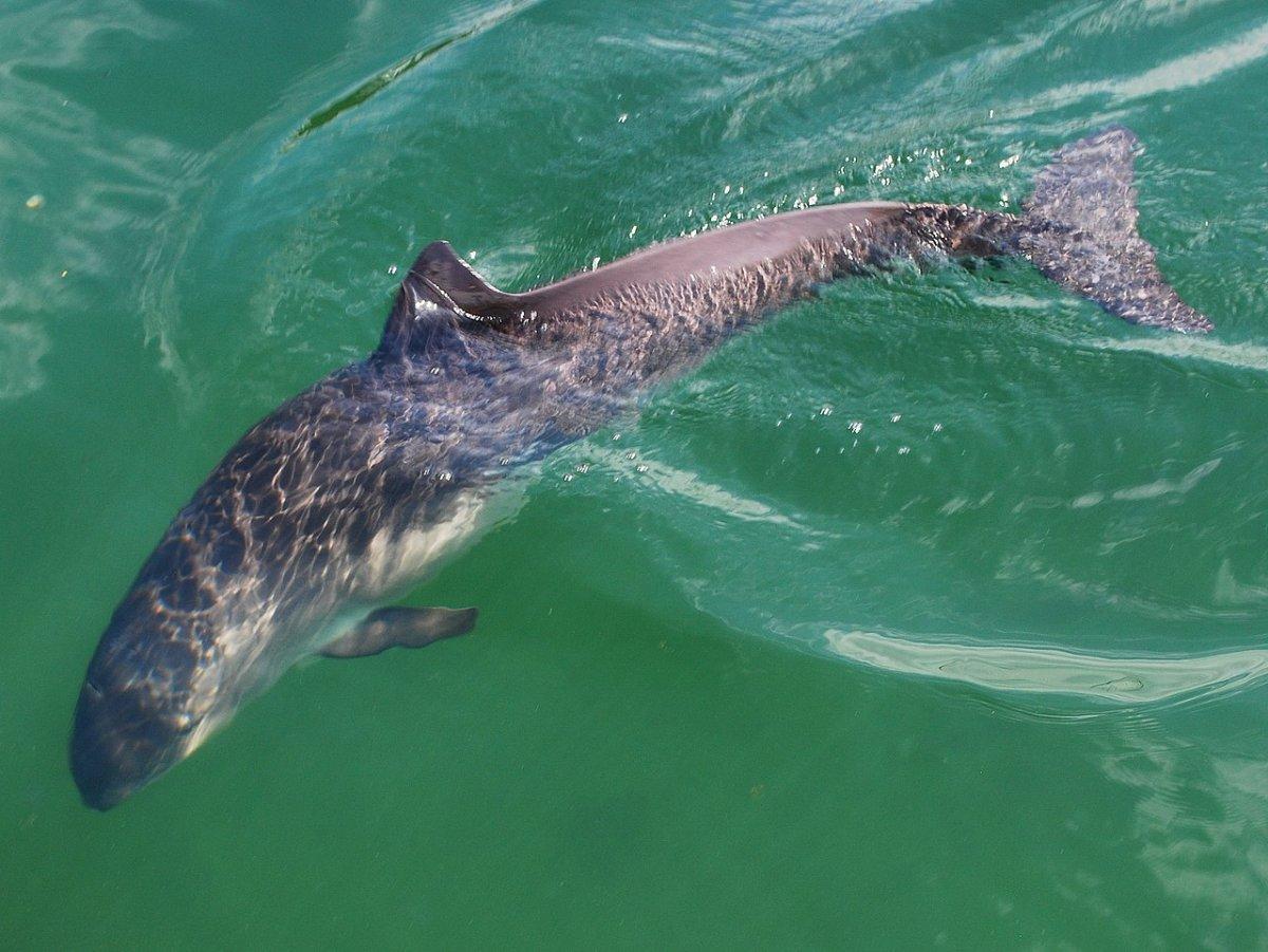 harbor porpoise is among the endangered animals in sweden