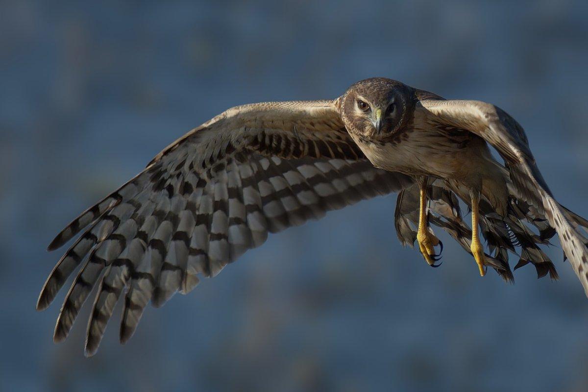 hen harrier flying in the sky