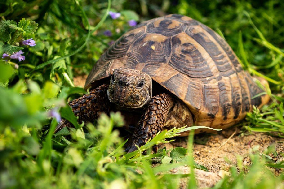 hermann's tortoise is in the list of animals in spain