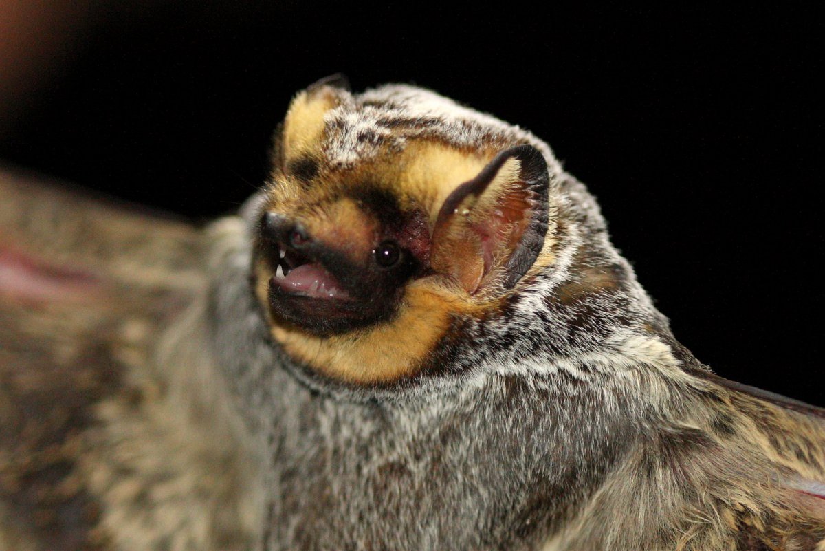 hoary bat