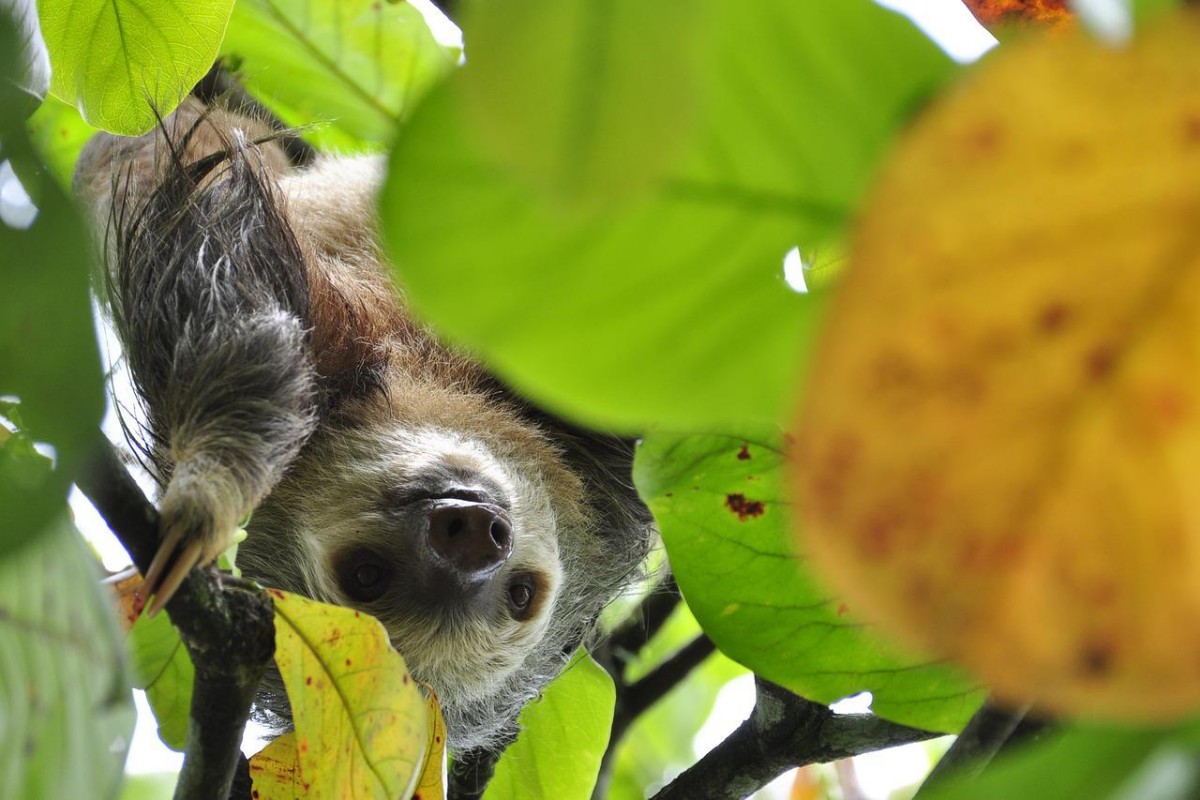 hoffmann's two-toed sloth is one of the ecuador native animals