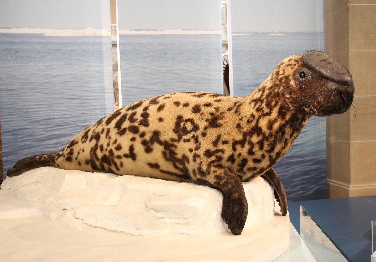hooded seal is among the irish wild animals