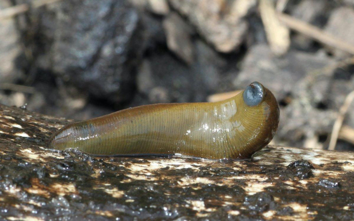 horse leech is part of the czech republic wildlife