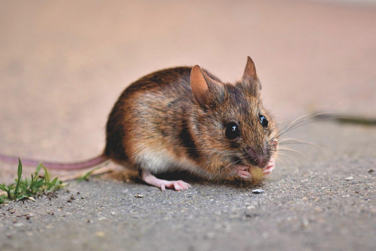 house mouse is one of the dominican animals