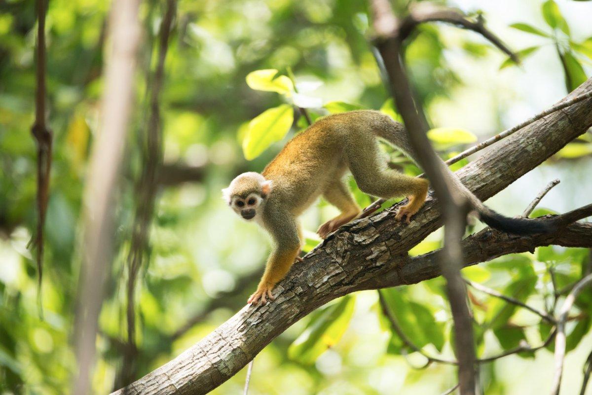 humboldt's squirrel monkey is in the native animals of ecuador