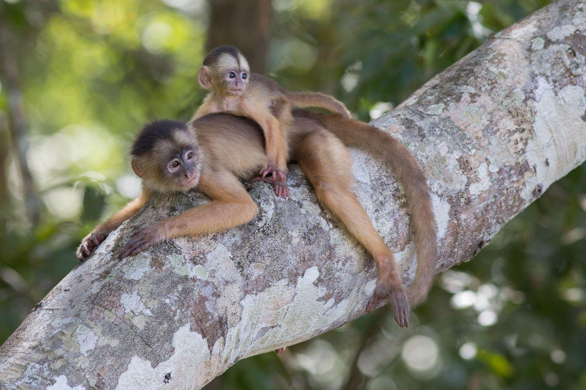 humboldt's white-fronted capuchin