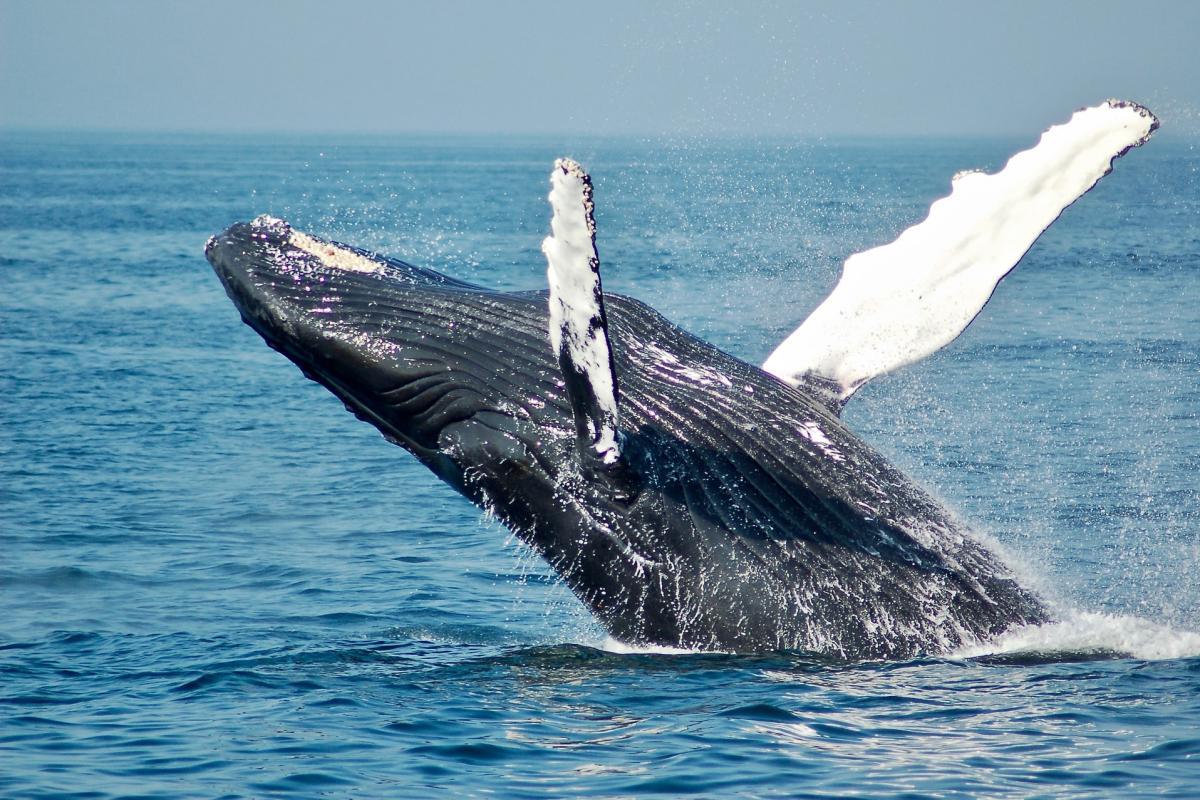 humpback whale in the sea