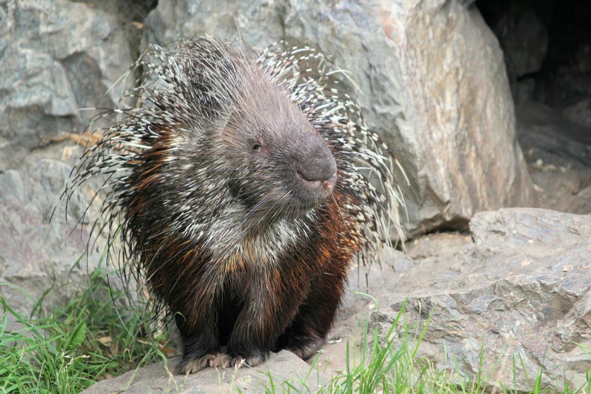 indian crested porcupine is one of the wild animals in georgia
