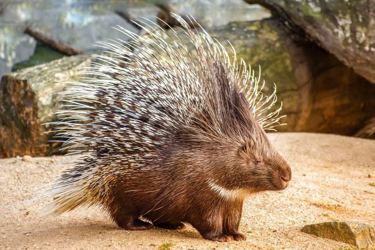 indian crested porcupine