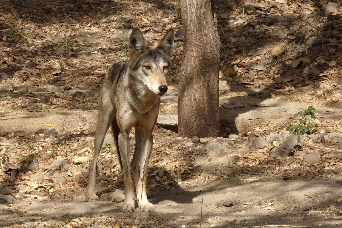 indian wolf is one of the common animals in palestine