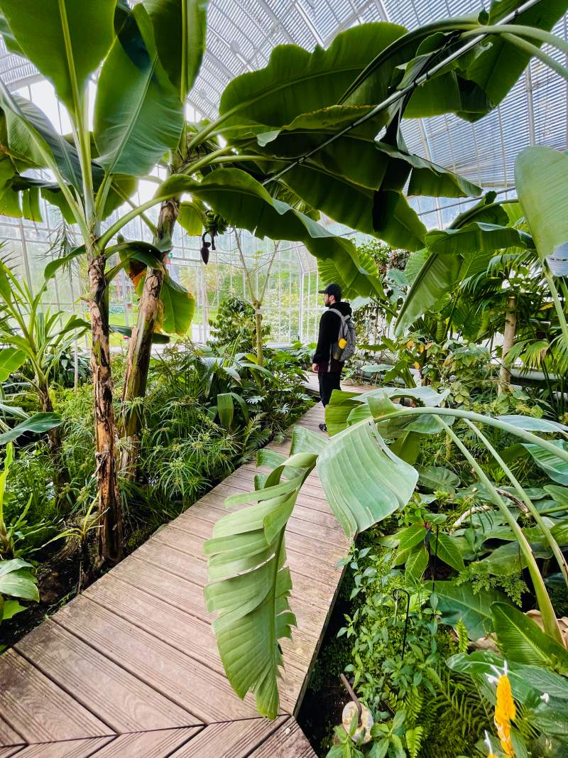 inside the greehouse of rouen botanical garden