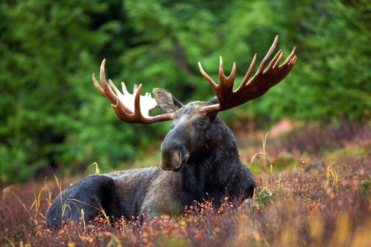 irish elk is one of the animals of ireland