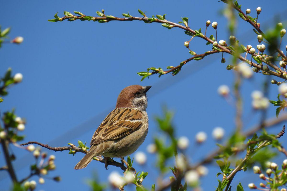 italian sparrow is part of the wildlife in italy