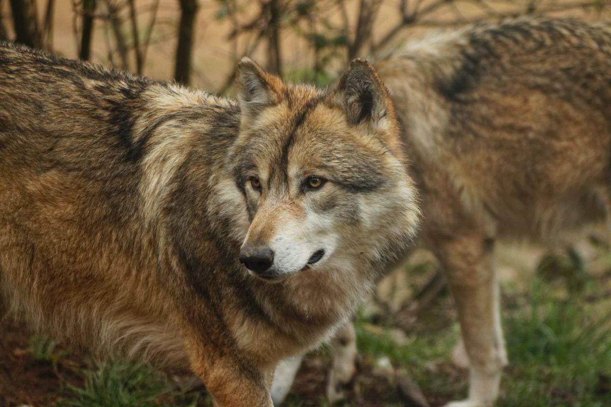 italian wolf is the national animal of italy