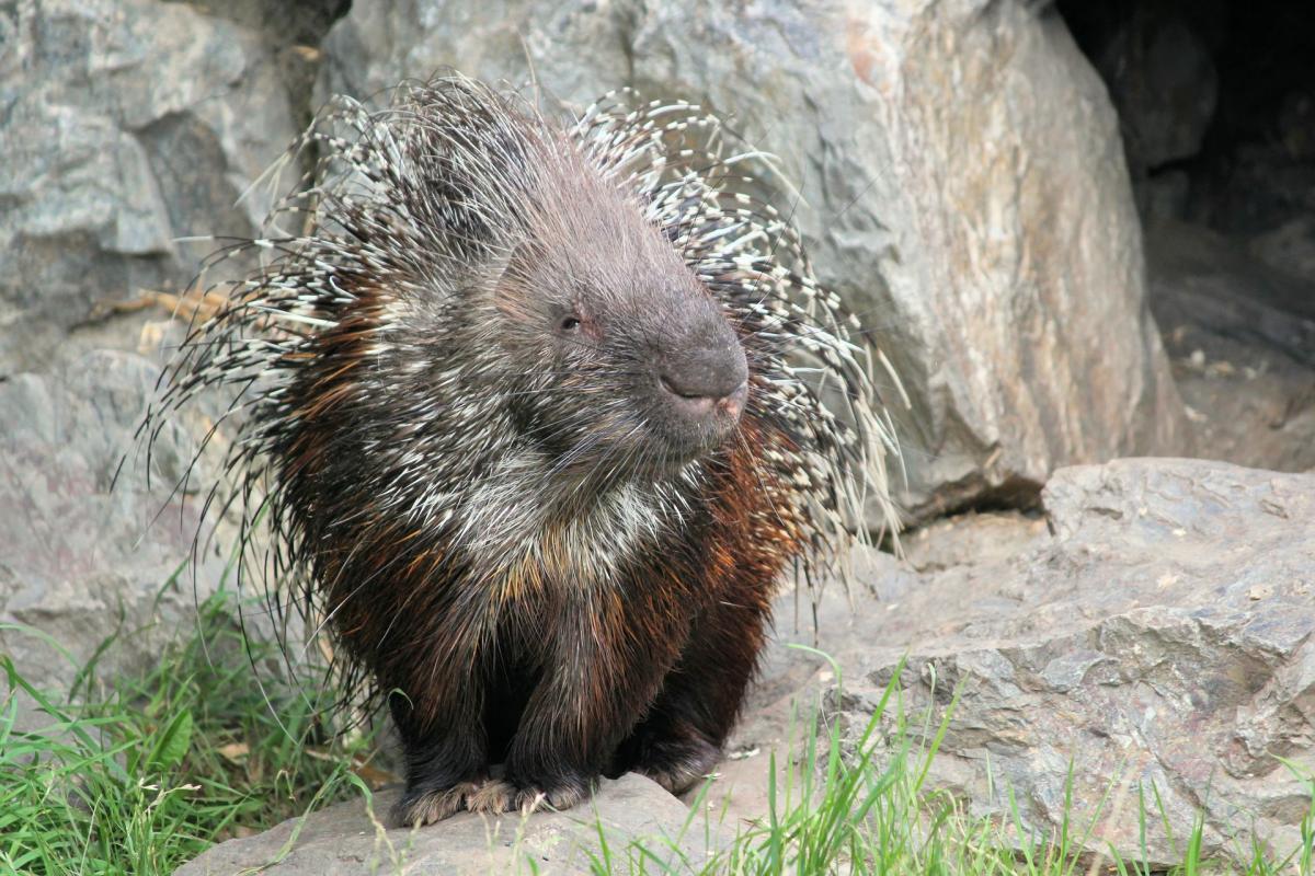 italy animals facts about the crested porcupine