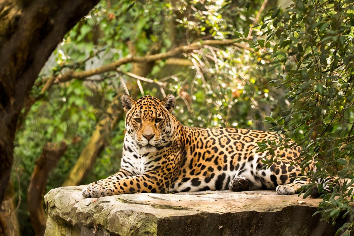 jaguar is among honduras native animals