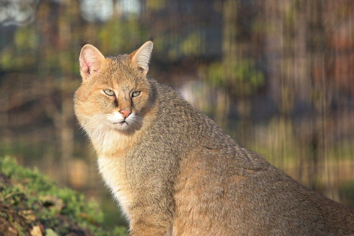 jungle cat is one of the animals in georgia country