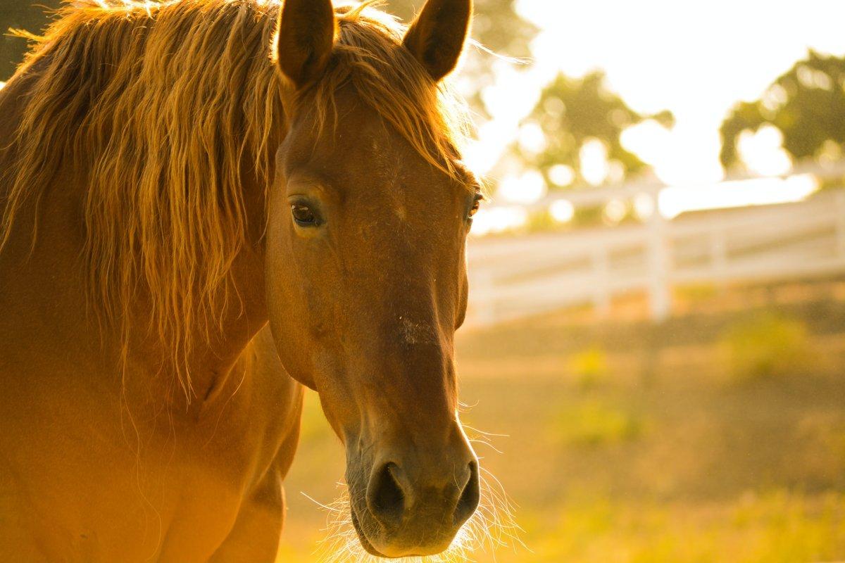 karabakh horse is the national azerbaijan animal