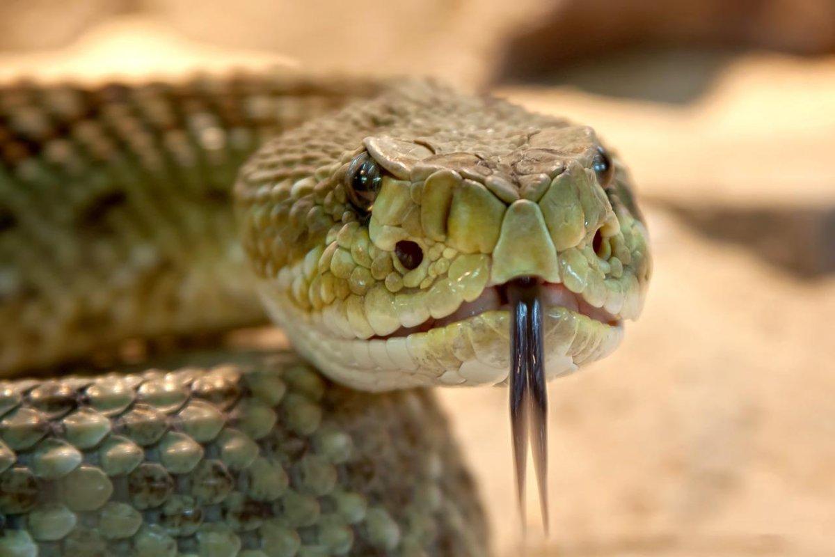 latifi’s viper is one of the wild animals in iran