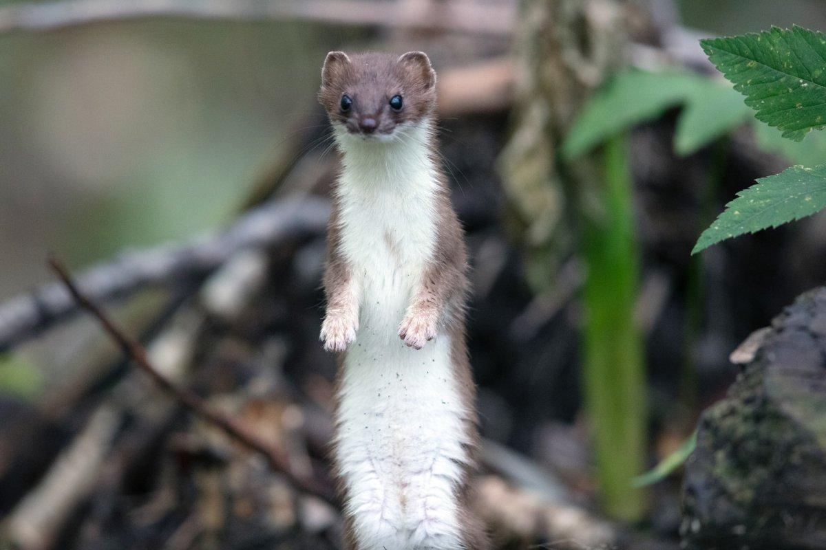 least weasel in bosnia