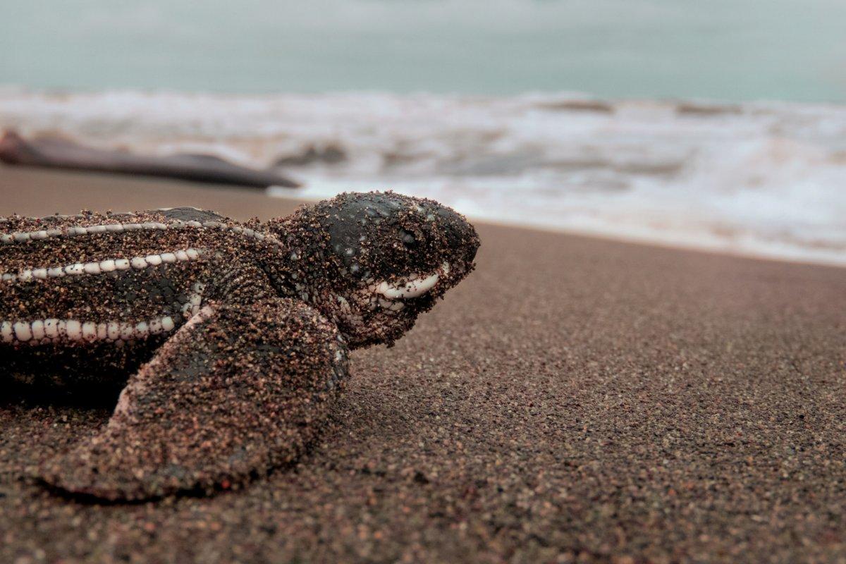 leatherback sea turtle is one of the endangered animals in guyana