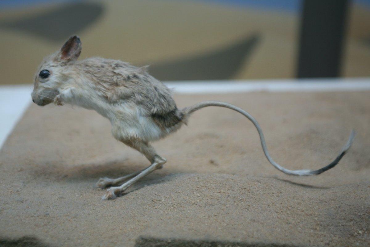 lesser egyptian jerboa