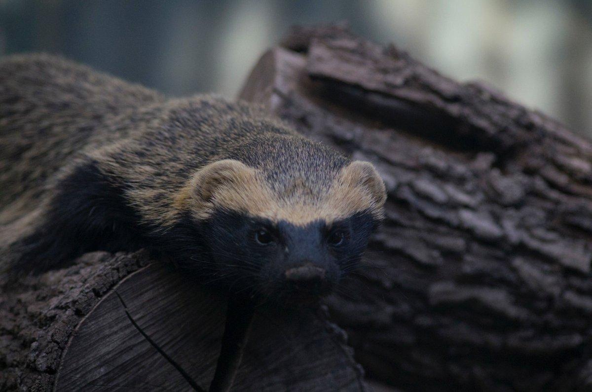 lesser grison is in the popular animals in chile