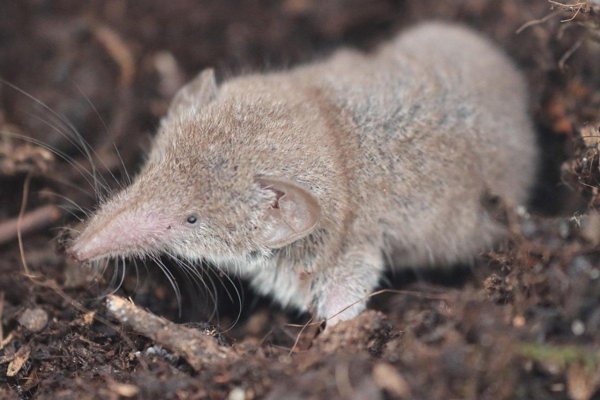 lesser white-toothed shrew