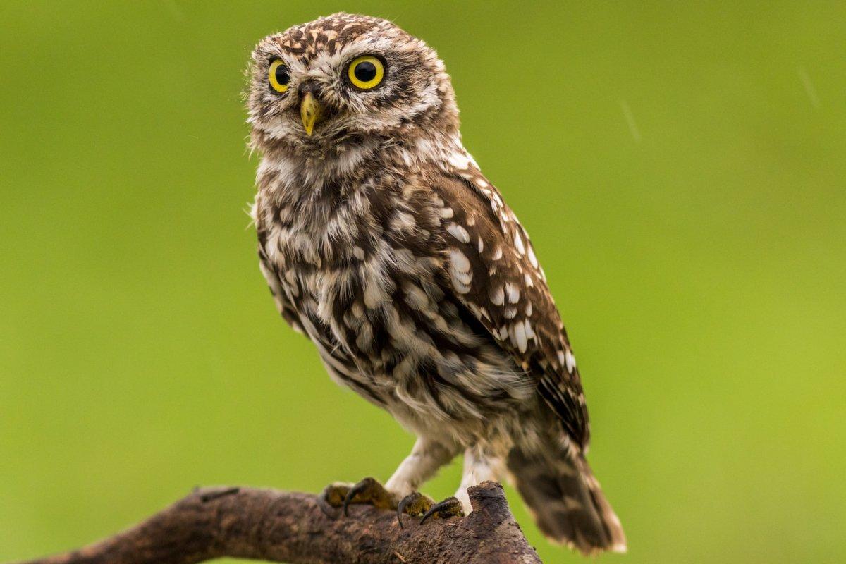 little owl is one of the animals in belgium