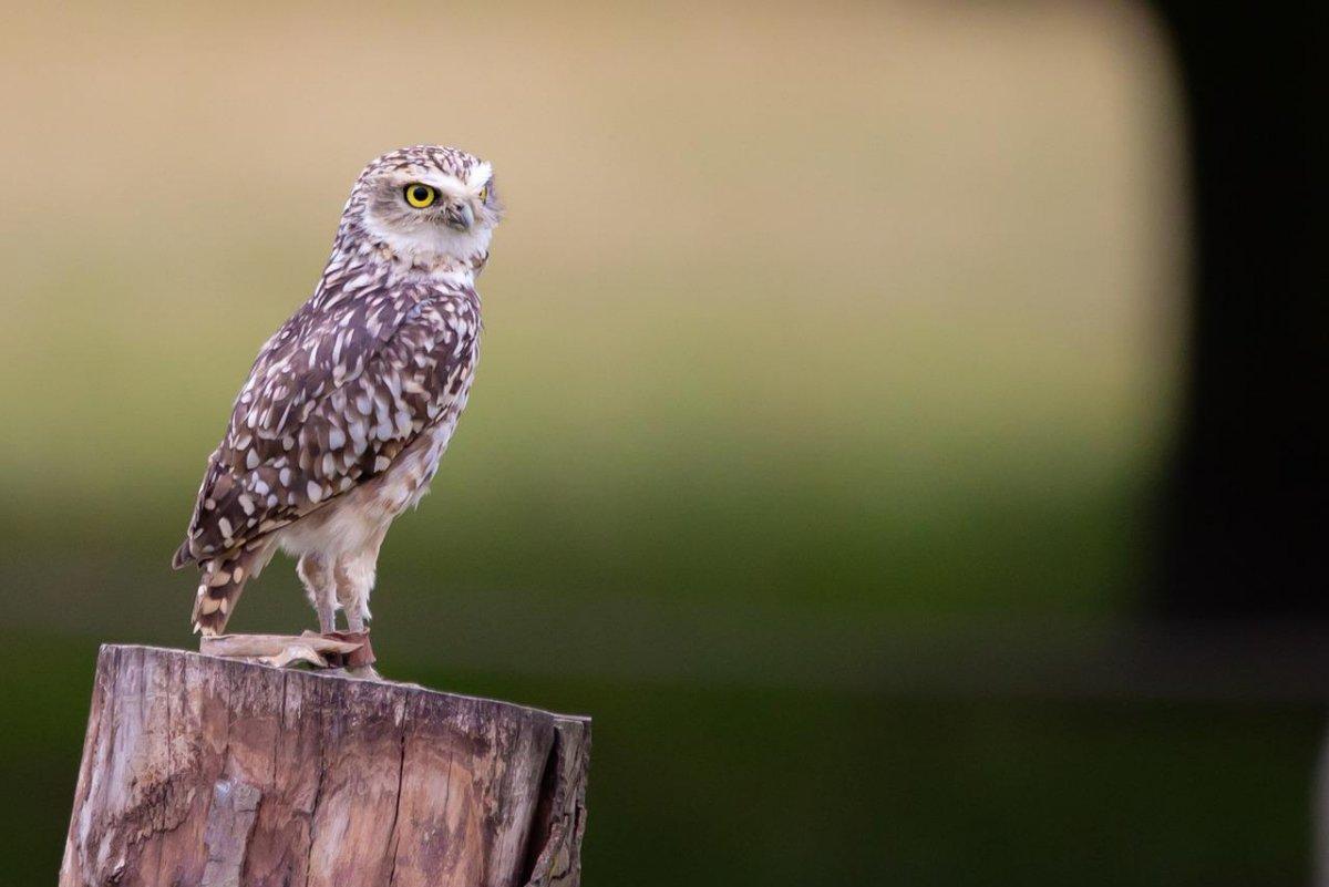 little owl